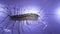 House centipede cleaning its right side legs