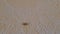 House centipede Scutigera coleoptrata running along wall in room.