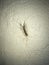 house centipede on a wall