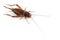 House cricket isolated on white