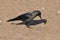 House crow on the beach of the Red Sea in Eilat. Birds looking for food. Israel