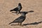 House crow on the beach of the Red Sea in Eilat. Birds looking for food. Israel