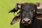 House Crow, Corvus splendens, black and grey bird sitting on furry head of cow, clear green background, Yala National park, Sri La