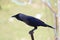 House crow at outdoor