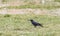 House Crow scavenging on a lake bed