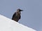 House crow sitting on wall