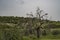 House Crows on Dead Trees in Israel