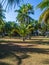 House deep in the palm grove