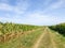 House in the distance over cornfields