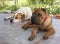 House dog Shar Pei red color and Big white dog looks away