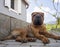 House dog Shar Pei red  color looks away