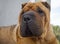 House dog Shar Pei red color looks away