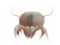 A house dust mite