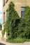 House facade covered with wild grapes plants. Brick building with a detail. Green architecture