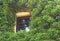 House facade with a window overgrown with ivy