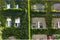 House facade with windows and balconies overgrown with wild grapes