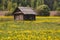 House in Field