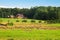 House in the field, carpathian village, Ukraine