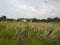 house in a field of tall lalangs and grass