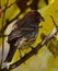 A House Finch