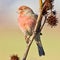 House Finch