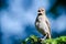 House Finch Against A Blue Background