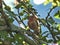 House Finch Bird Perched: A male house finch bird is perched on a branch in the shade