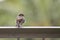 House Finch Bird Waits in Rain on Railing with Feathers Fluffed