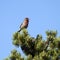 House Finch, Carpodacus mexicanus