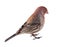 House Finch, Carpodacus mexicanus, Isolated