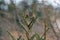 House finch couple resting on branch