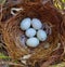 House Finch Eggs