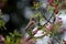 House finch framed by pink tree blossoms.