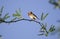 House Finch perched on desert Mesquite branch, Sweetwater Wetlands Tucson Arizona, USA