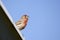 House Finch songbird perched, Athens Georgia USA