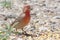 House Finch with sunflower seed