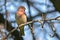 House Finch on Tree Branch