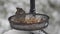 A house finch, a tufted titmouse and a chickadee eating seeds on the bird feeder with the snowy background