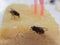 House flies on bread with butter with pink plastic fork sticking on over white plate