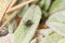 House fly on a green soft fuzzy leaf among pine needles