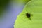 House fly on the leaf, macro - shallow depth of field
