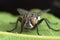 The House Fly Musca domestica close-up