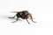 House fly (Muscidae Domestica)