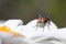 House fly at rest on a daisy petal