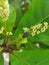 House fly on Terminalia catappa budding flower