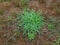 House front lawn over run by crabgrass and weeds