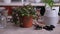 house gardening - Callisia repens in a pot at home