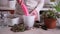 house gardening - Woman planting Callisia repens plant in a pot at home