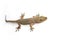 House gecko or Half-toed gecko or House lizard