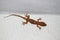 House Gecko (Hemidactylus frenatus)